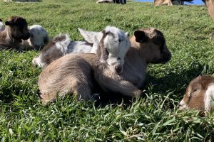 baby goats